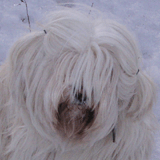 kokusz_portret.gif(24 kb)